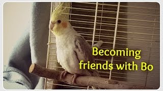 Taming cockatiel Bo