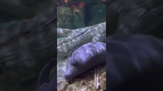 Manatee Plays with Log Lettuce Holder - Cincinnati Zoo #shorts