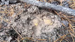 Прямо трюфеля какие-то, а не зеленушки (Tricholoma flavovirens)