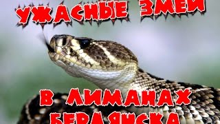 Ужасные змеи в лиманах Бердянска