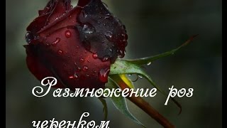 Розы, размножение черенками