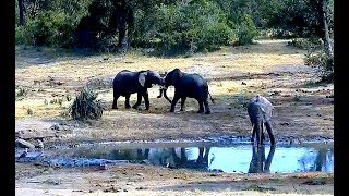Дикая природа Африки Спарринг молодых слонов в Тембе Sparring of young elephants in South Africa