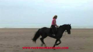 Black horse riding on beach