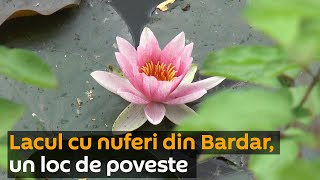 Lacul cu nuferi din Bardar, un loc de poveste