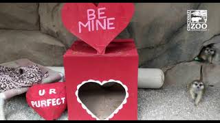 Animals Get Valentines - Cincinnati Zoo