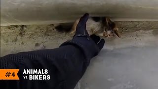 ANIMALS vs BIKERS 2017 | EP. #4 [Stranded Kitten, Wild Animals]