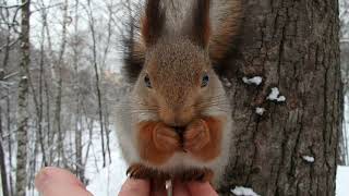 Белка, у которой нет имени / A squirrel that has no name