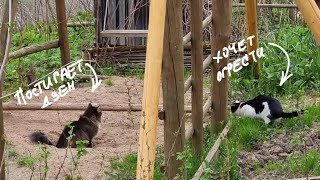 Кот Бонифаций охотится на кота Мурлока