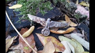 Коп по войне. 2017. Октябрь. Немецкие позиции. | Metal Detecting. German relics. WW2.
