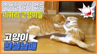 고양이 네마리를 키우니 조용할 날이 없어요!