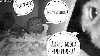 Сыч Лучик наносит ответный визит! Совы Кутуша и ХЗ гостей не ждали, а они припёрлися