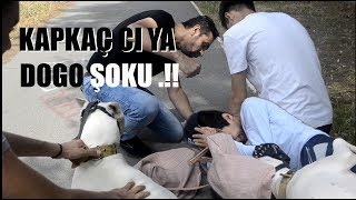 KAPKAÇ'ÇIYA DOGO ARGENTİNO  !!( ŞOKU)!! ANINDA YAKALADI