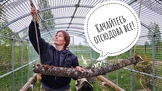 Сове Ёлке сделали качели, а она качаться не желает - голова кружится!