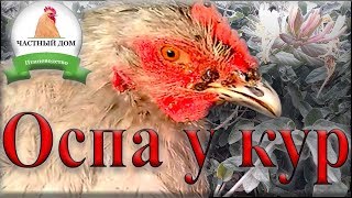 Оспа у кур  Наглядное подробное лечение болезни