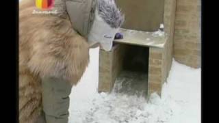 таксы на охоте и дома