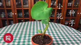 【彬彬有院】 种•061家庭小花盆种芋头
