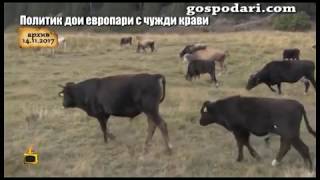 Какво ще прави партия ГЕРБ по случая с политика, който дои европари с чужди крави?