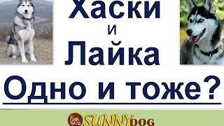 хаски и лайка это одно и тоже