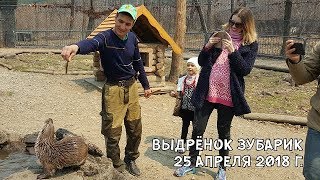ВЫДРЁНОК ЗУБАРИК 25 АПРЕЛЯ 2018 Г.