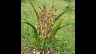 金稜辺（キンリョウヘン）を用いた日本蜜蜂（ニホンミツバチ）の捕獲