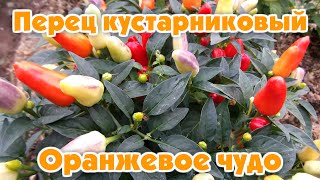 Перец кустарниковый Оранжевое чудо