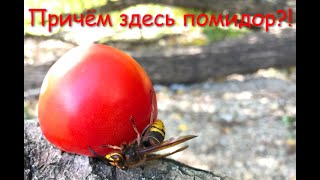 Какой шершень вблизи / What hornet is close