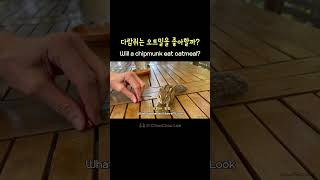 다람쥐는 오트밀을 좋아할까?