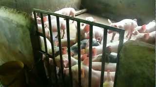 HOG RAISING by YHOB PERCIA