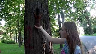 Как приманить БЕЛКУ. Кормим белку с руки. Ручная белочка