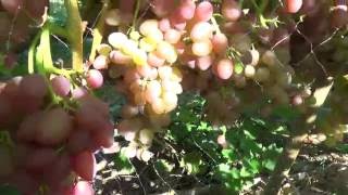 Кишмиш Лучистый на 15.08. Урожай 2016г
