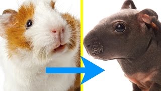 9 Cute Facts That'll Make You Want A Hug