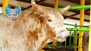 ENTREVISTA AL GANADERO JUAN EN "PROFETA DIAZ"  PRESENTANDO LOS MEJORES TOROS DIVINOS