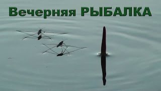 ПОКЛЕВКИ. На вечёрку с поплавком. Рыбалка. Ловил окуня на червя. Поплавочная удочка. Рыбалка