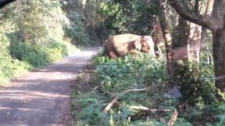 Wild Elephant Encounter At Gavi