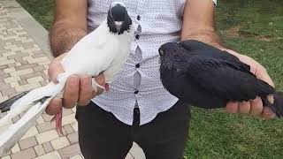 #BAKU. #PIGEONS.    Голуби Назим Дадашева(Новханы) в Баку 30.08.19г