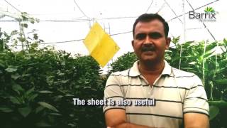 Barrix farmer testimonial: Sri Ram Chandraji, wajidpur kavali, jagsar tehsil, UP (Hindi)