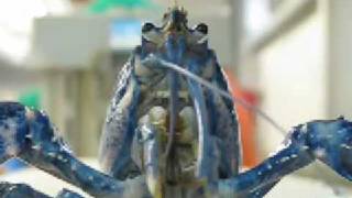 Meet a rare blue lobster!