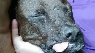 Bait dog discovers love and happiness for the first time