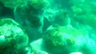 串本大島　白野海水浴場シュノーケリング2013年8月15日