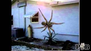 Breakdown - Giant Spider That Reportedly Eats Dogs And Cats