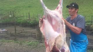 Home Kill sheep