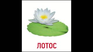 Карточки Домана "Цветы"