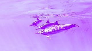 Positive Aura Cleanse | 432Hz Relaxation | Deep Chakra Meditation | Healing Miracle Music