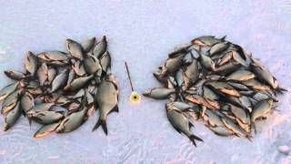 Народный самотряс. Результат ловли, март 2016 Можайское водохранилище