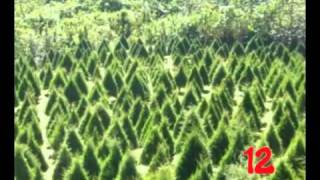 Cuechando Arboles de Navidad Naturales