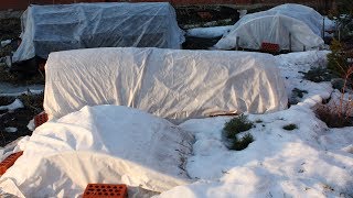 Когда открывать розы  Почему у роз почернели побеги
