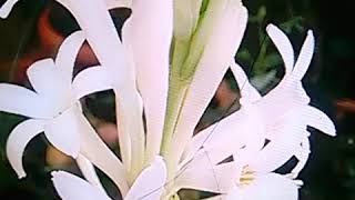 Rajnigandha phool tumhare.....