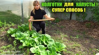 СРОЧНО ОДЕНЬТЕ КОЛГОТКИ НА КАПУСТУ И ОНА ЗАВЯЖЕТСЯ ЧЕРЕЗ НЕСКОЛЬКО ДНЕЙ!!!