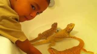 Bearded Dragon Bath