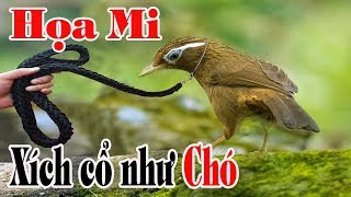 Tuấn Mi |Luyện Chim trông Nhà thay Chó